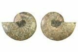 Cut & Polished, Crystal-Filled Ammonite Fossil - Madagascar #336672-1